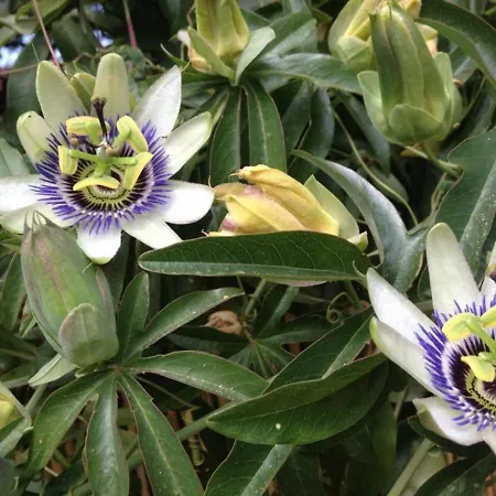 Climatise Avec Terrasse Et Parking Pres De La - Fr-1-251-202 Apartman