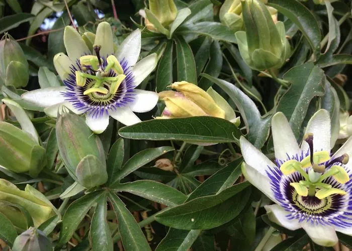 Climatise Avec Terrasse Et Parking Pres De La - Fr-1-251-202 Apartman